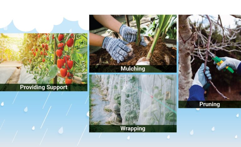 Tips to Protect Plant from Extreme Weather