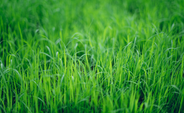 Secrets to a Perfectly Green Lawn