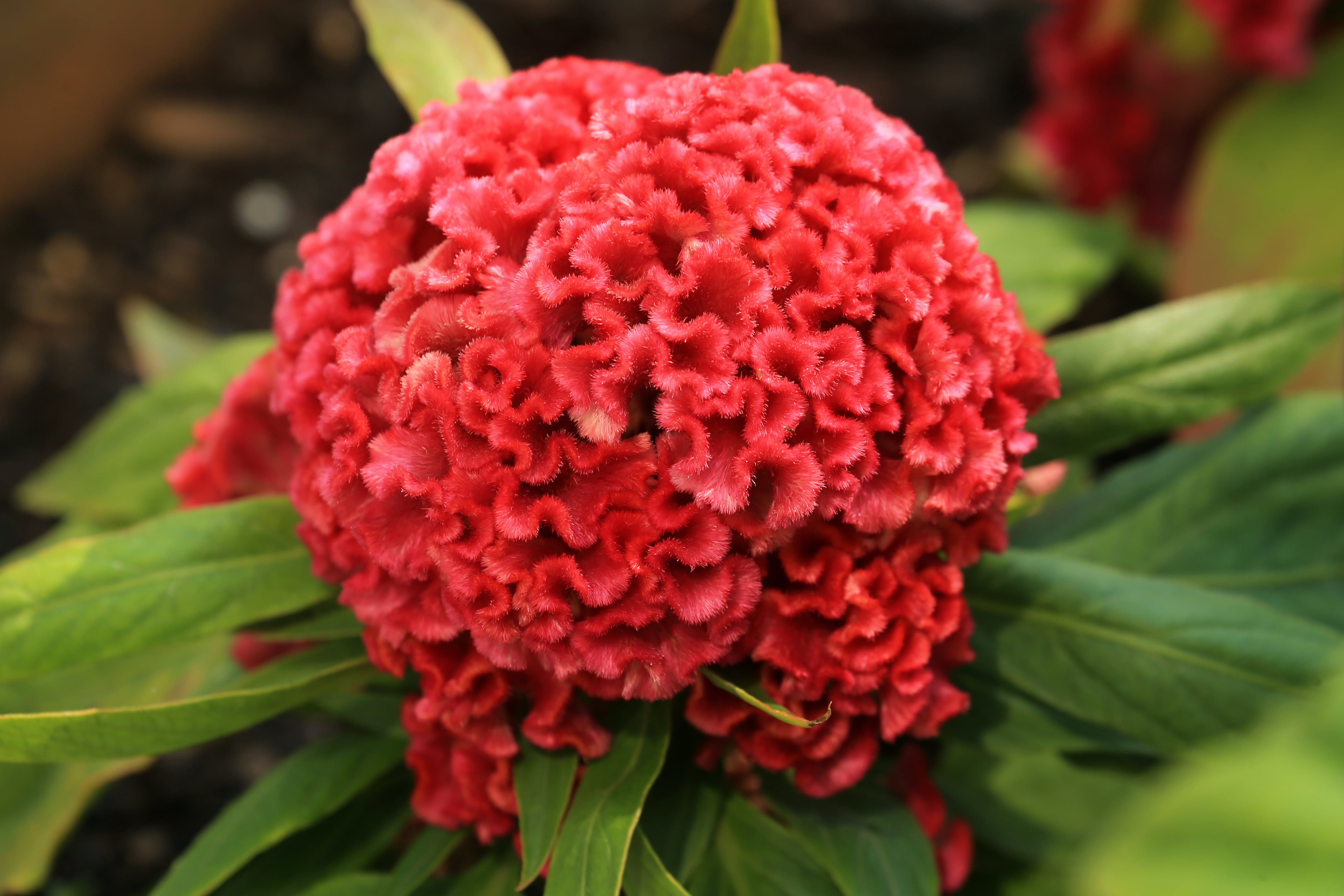 Six Winter Plants That You can Plant in Your Home Garden