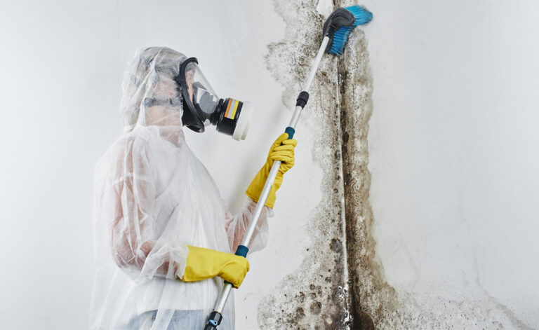 Mold Removal Services
