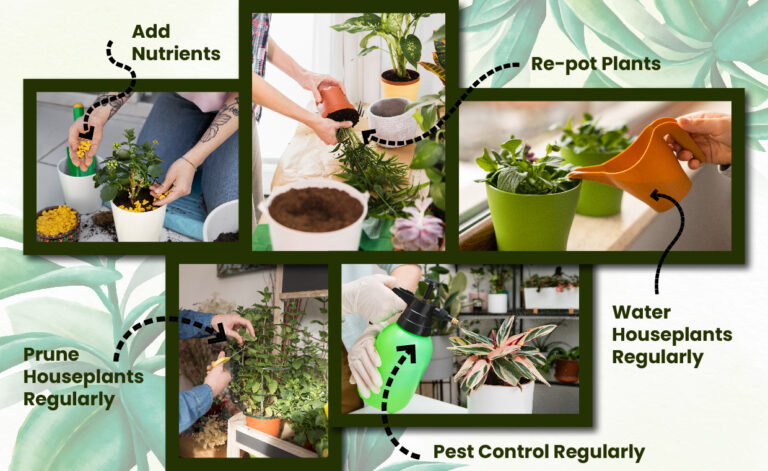 Houseplant Care Tips You Should Know
