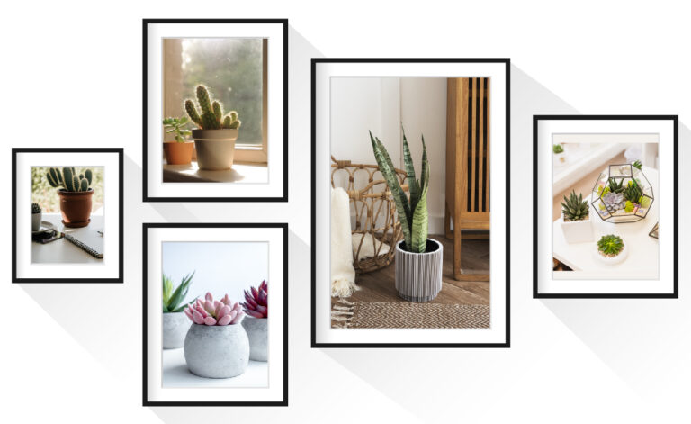 Interior Decor with Succulents And Cacti