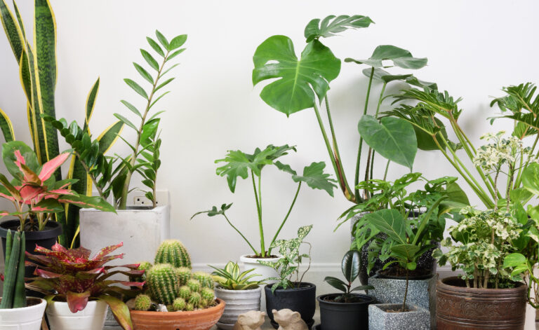 Indoor Plants Guide