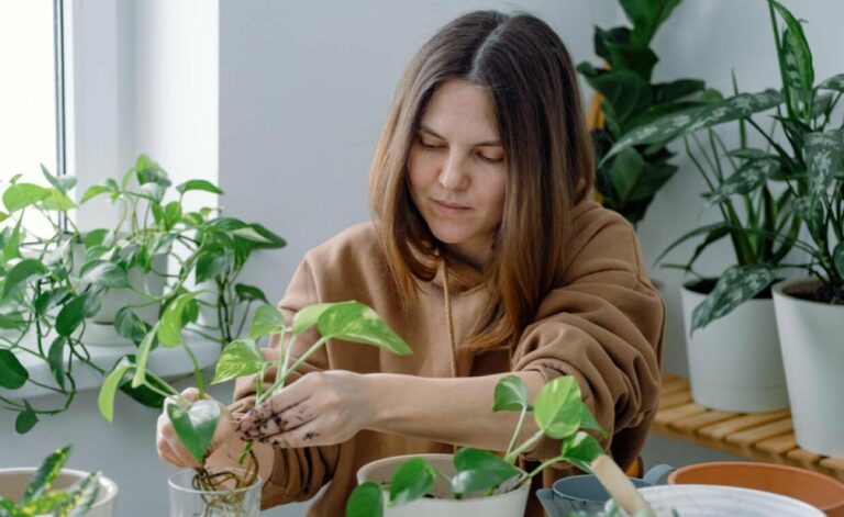 Indoor Water Plants For Home Decor