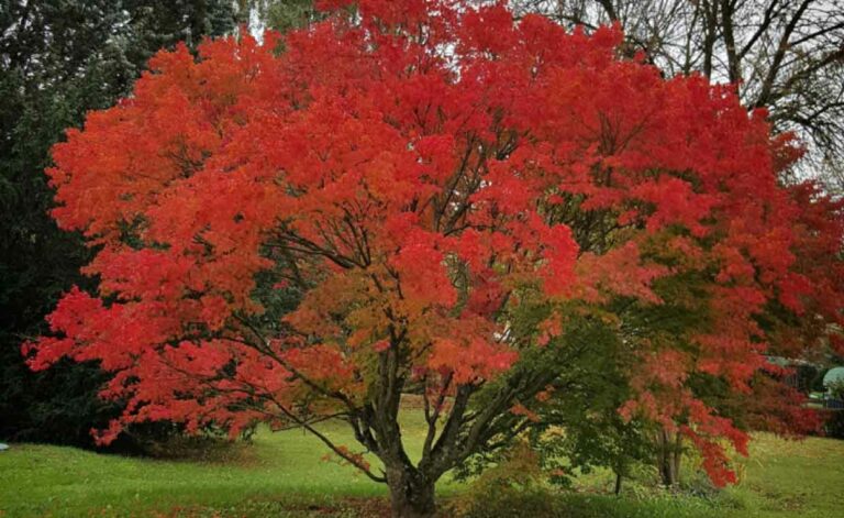 Choosing the Perfect Specimen Trees for Your Landscape
