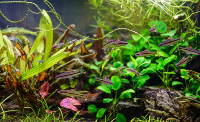 Aquarium Aquatic Plants