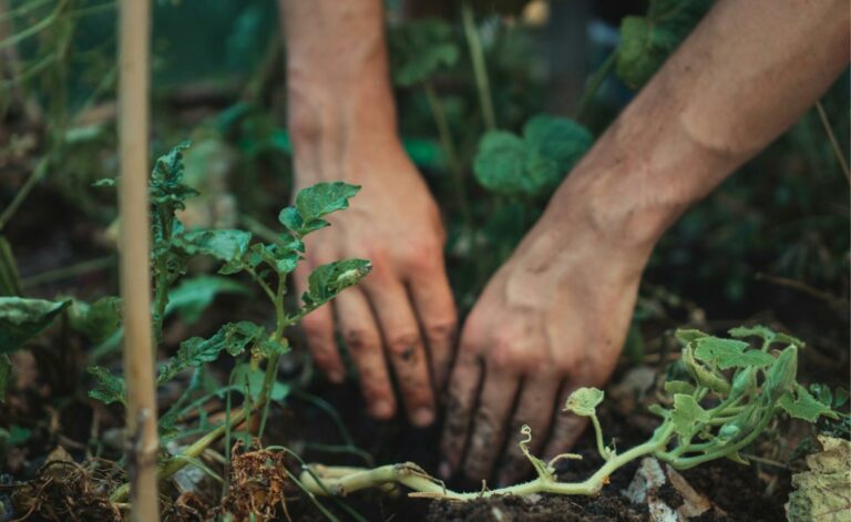 How to Create a Backyard Herb Garden