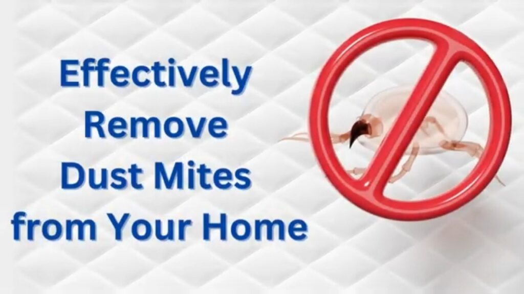 Get Rid Of Dust Mites FAST With This Simple Trick