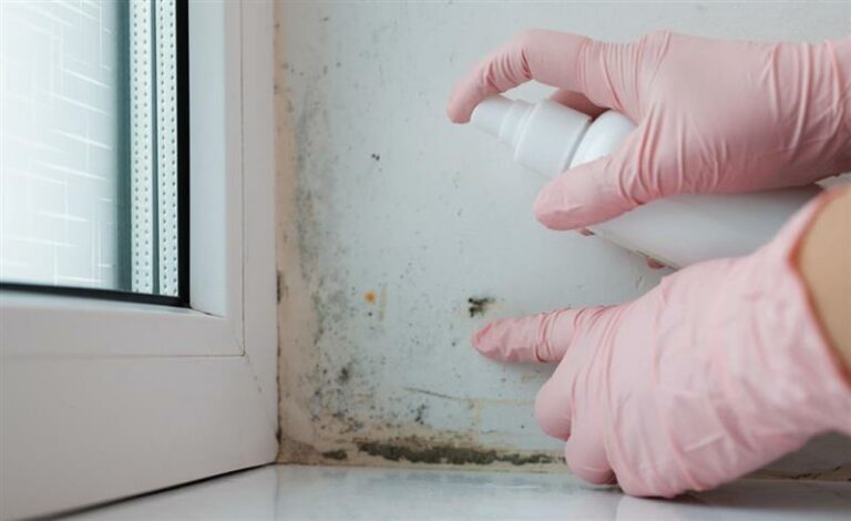 Safeguard Your Commercial Property from Mould and Damp