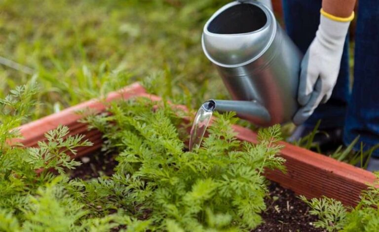 How to Water Raised Garden Beds