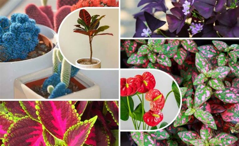 Colorful Houseplants