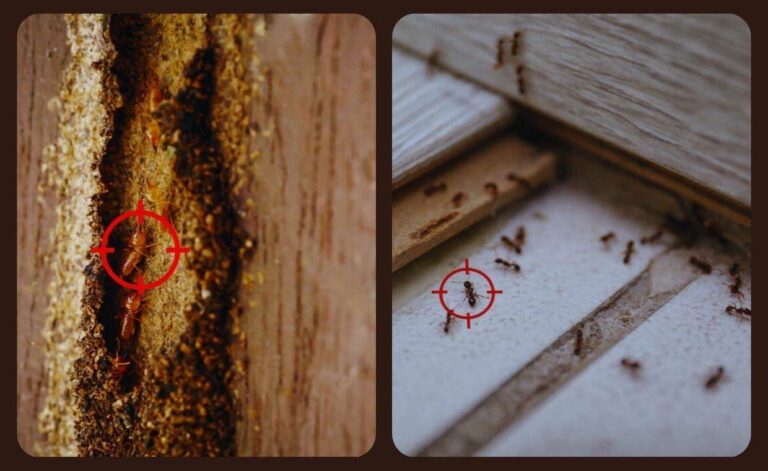 Termite or Ant Infestation