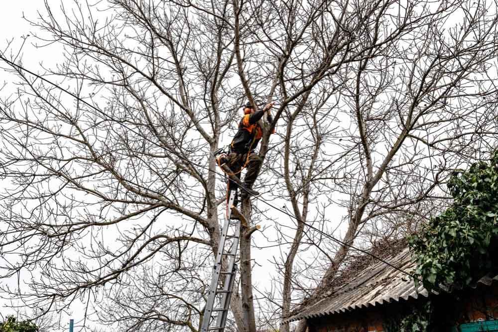 Trimming Overhead Tree Branches