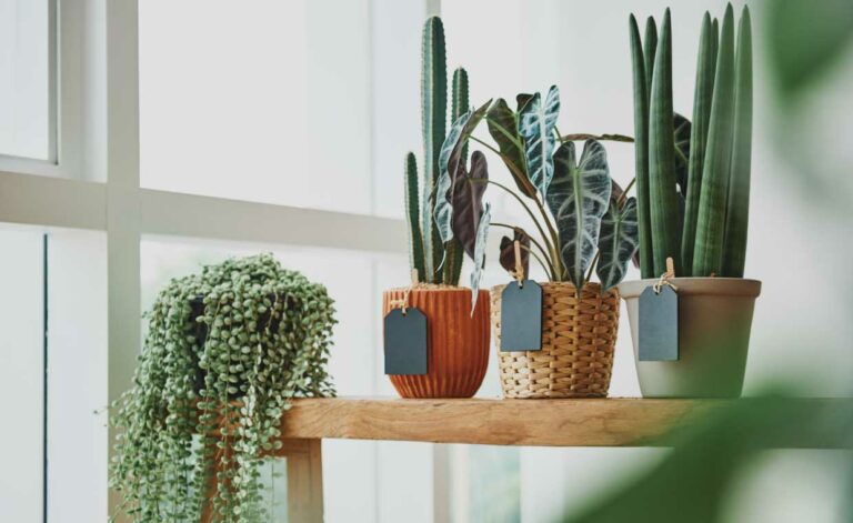 10 Indoor Desert Plants That Bring Rustic Desert Vibe