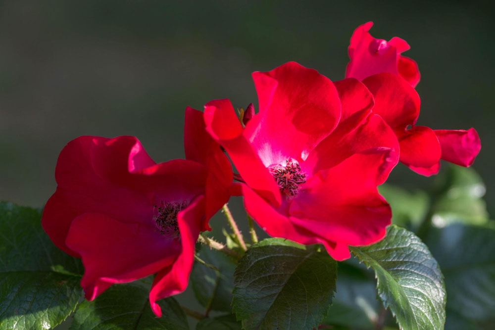 Altissimo Climbing Rose 