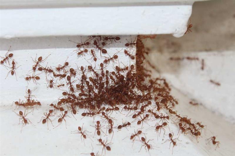 Ants in Home is Disturbing