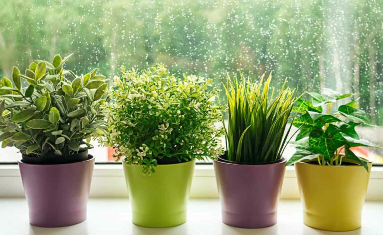 Best Indoor Plants for Monsoon