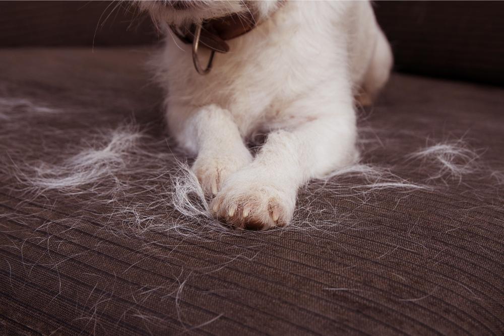Cleaning Pet Hair from Furniture Cleaning Pet Hair from Furniture