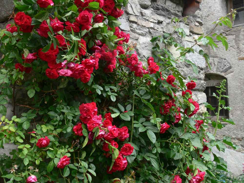 Climbing Roses in Backyard