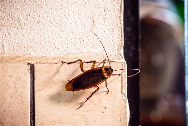 Cockroaches in Home or Office is a Health-Threat