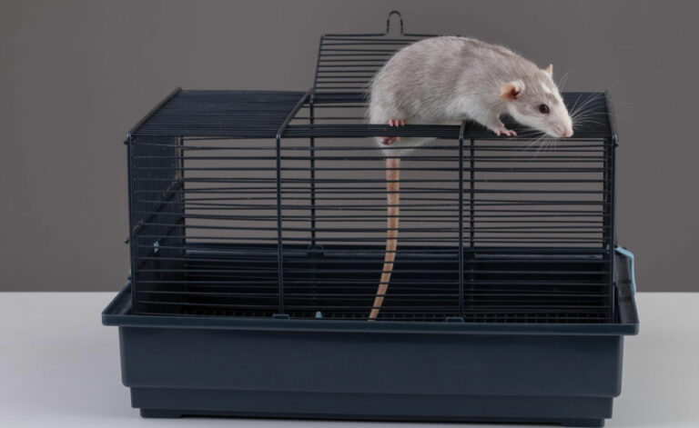 DIY Rodent Control Methods