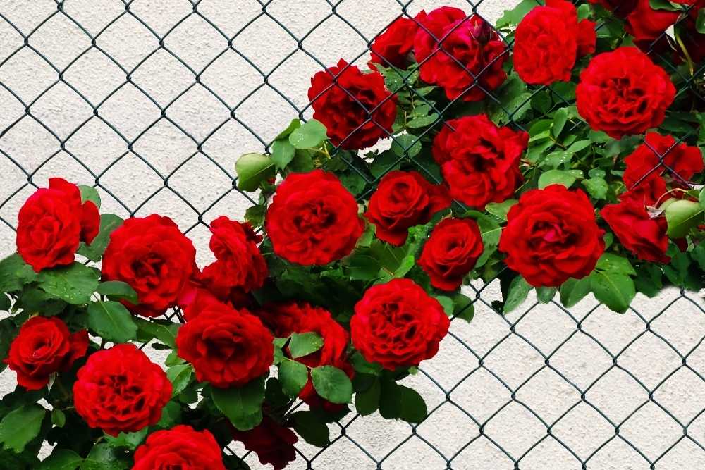 Don Juan Climbing Rose