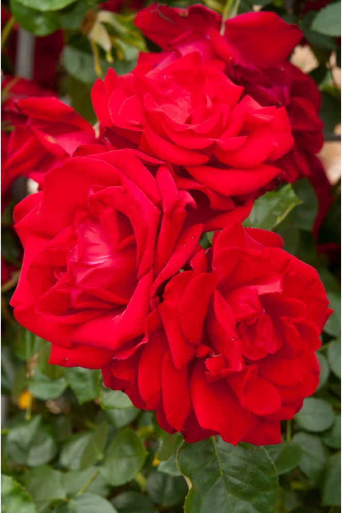 Dublin Bay Climbing Rose 