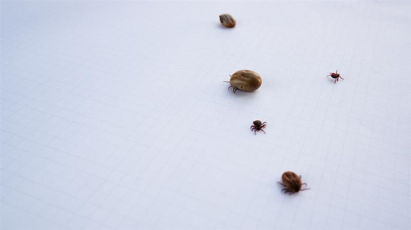 Fleas and Ticks in Home