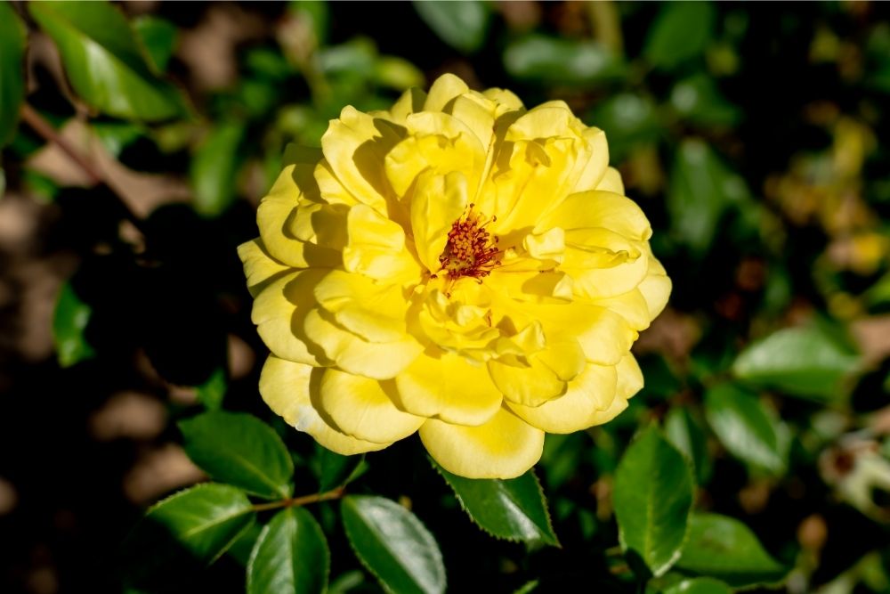 Golden Showers Climbing Rose