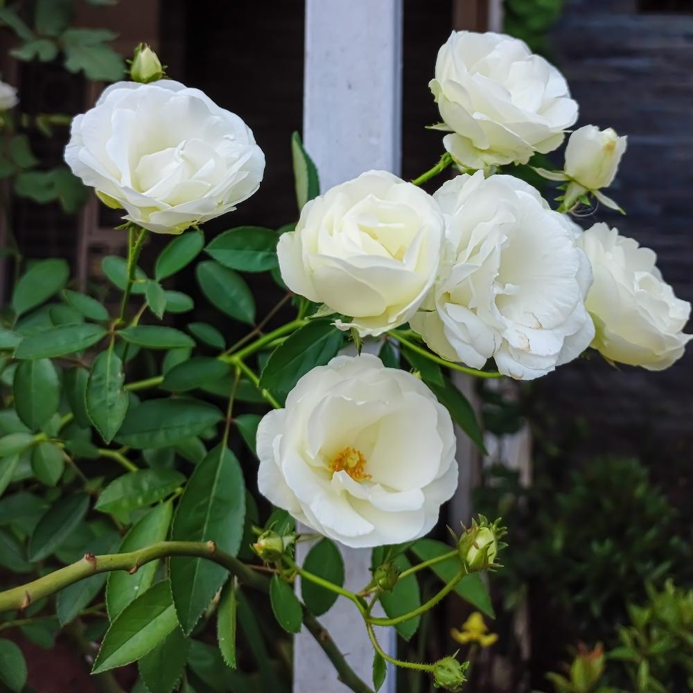 Iceberg Climber Rose