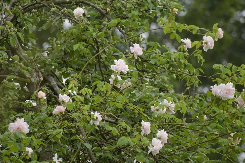 Madam Alfred Carrière Climbing Rose