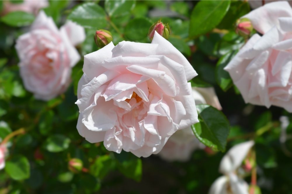 New Dawn Climbing Rose