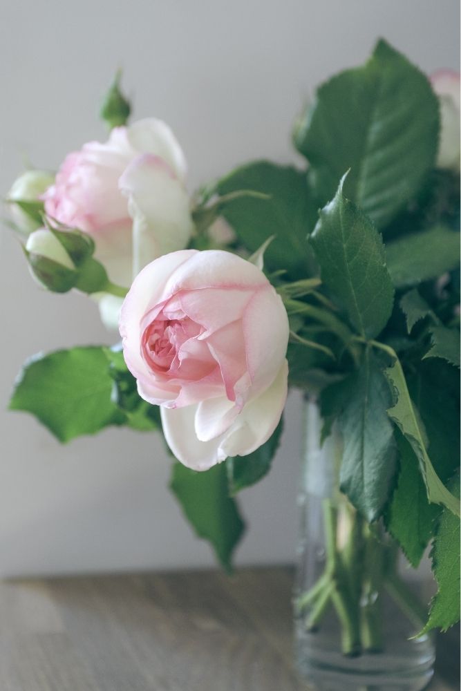 Pierre de Ronsard Climbing Rose