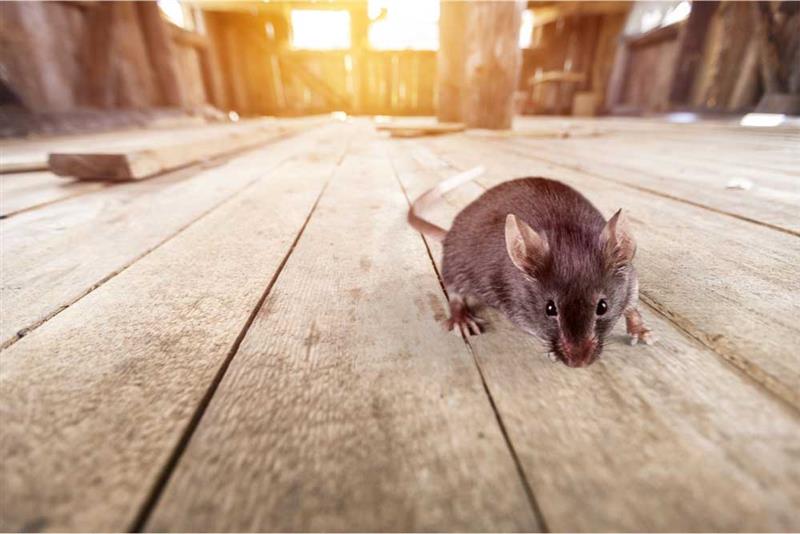 Rodents in Home Creates Chaos