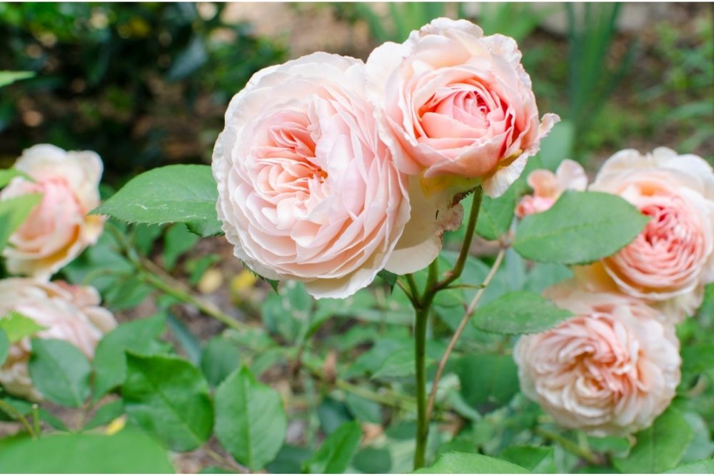 Shropshire Lad Climbing Rose