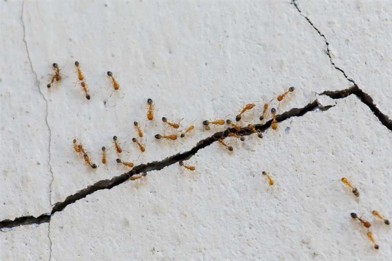 Termites Infestation in Home and Office