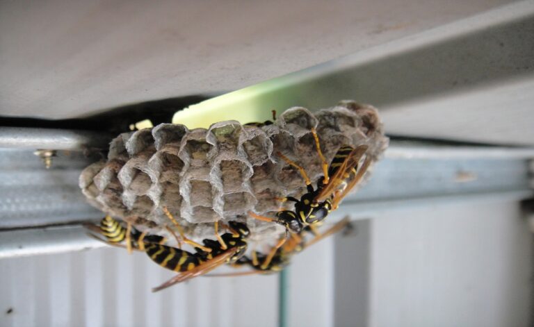 Wasp Removal