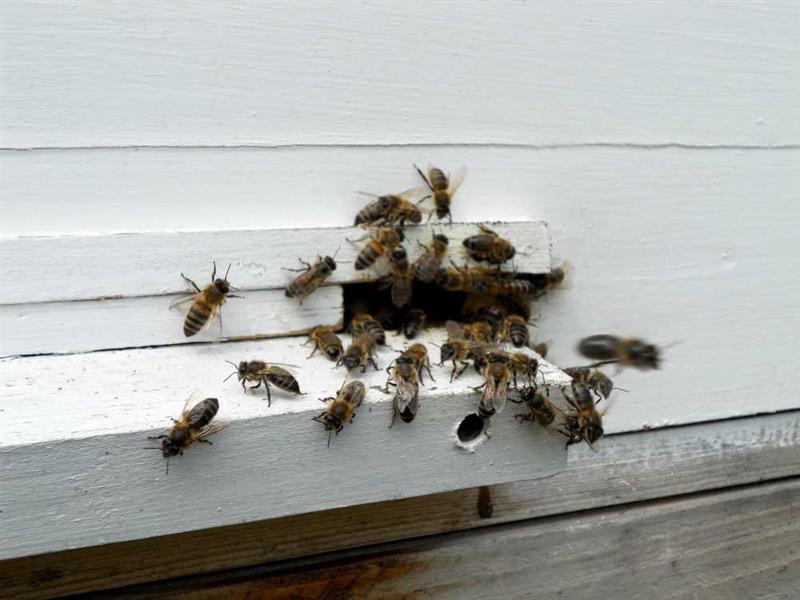 Wasp and Bees in Home or Office Is Risky