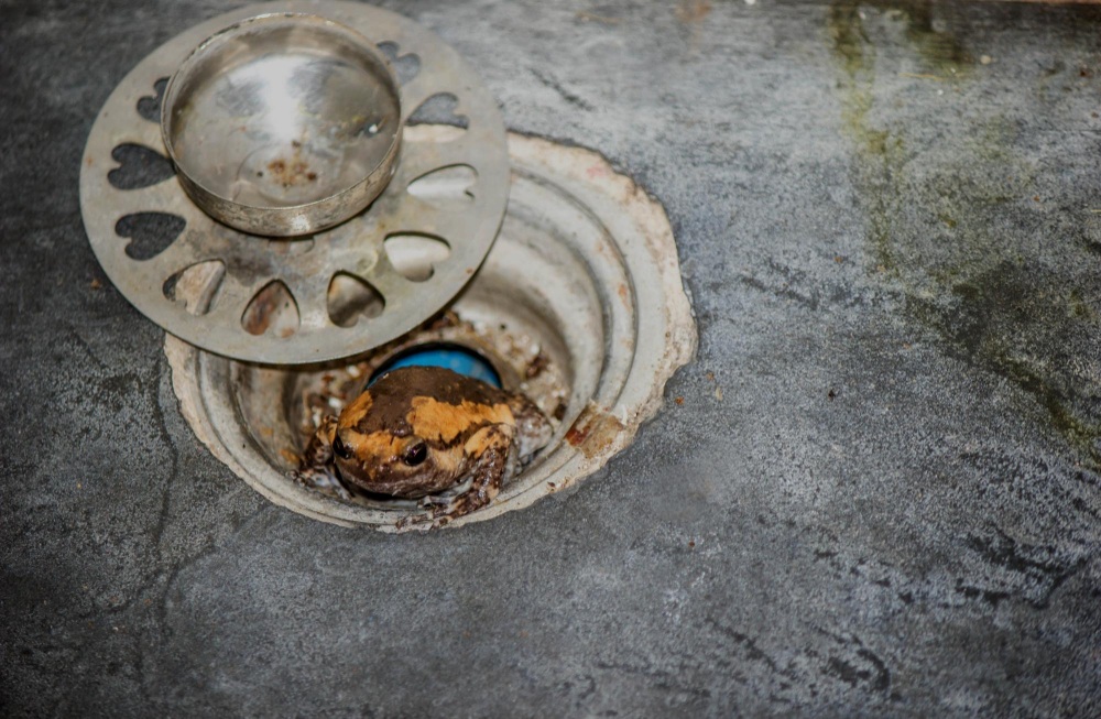 Effects of Poor Drainage Systems
