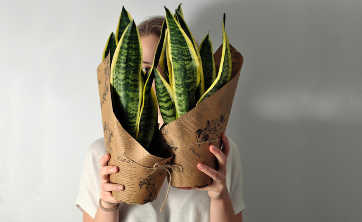 Green Gifting Trend with Snake Plant