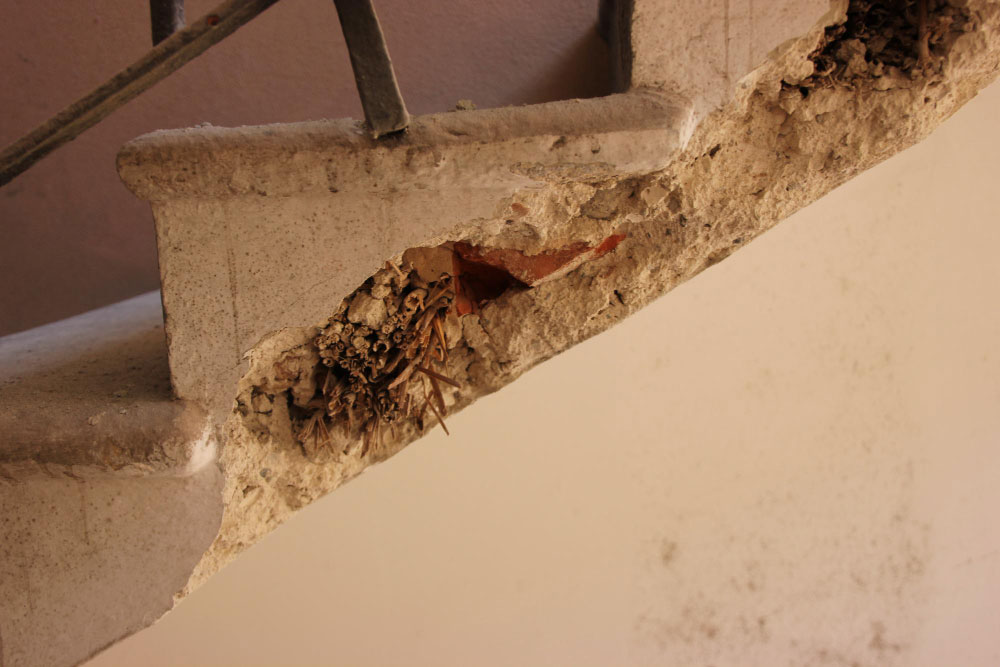 Pest Infestation Causing House Damage