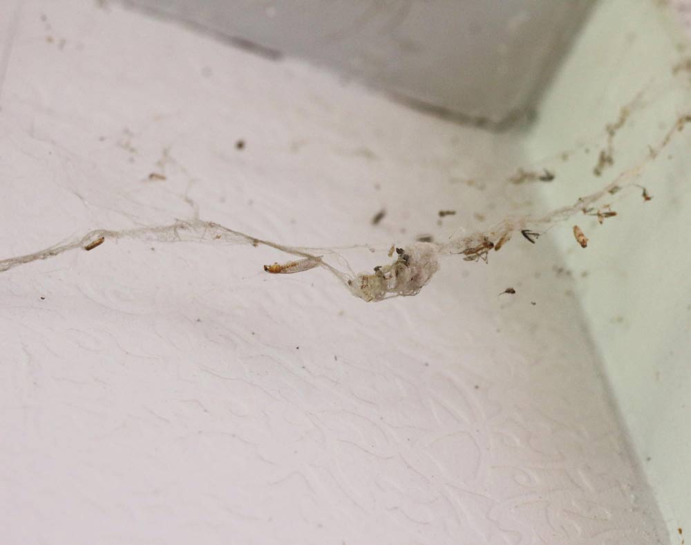 Pest Infestation on Vaulted Ceiling Pest Infestation on Vaulted Ceiling