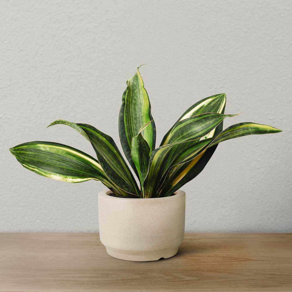 Snake Plant for Gifting
