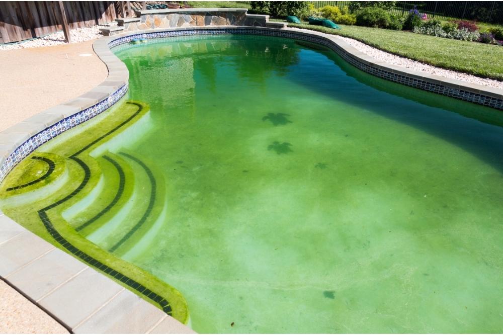 Algae Thrives in Pool Water