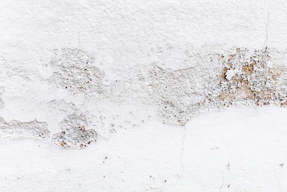 Peeling - A Sign of Mold Growth