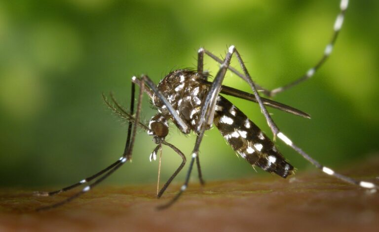 Mosquito Smart Landscape Planning