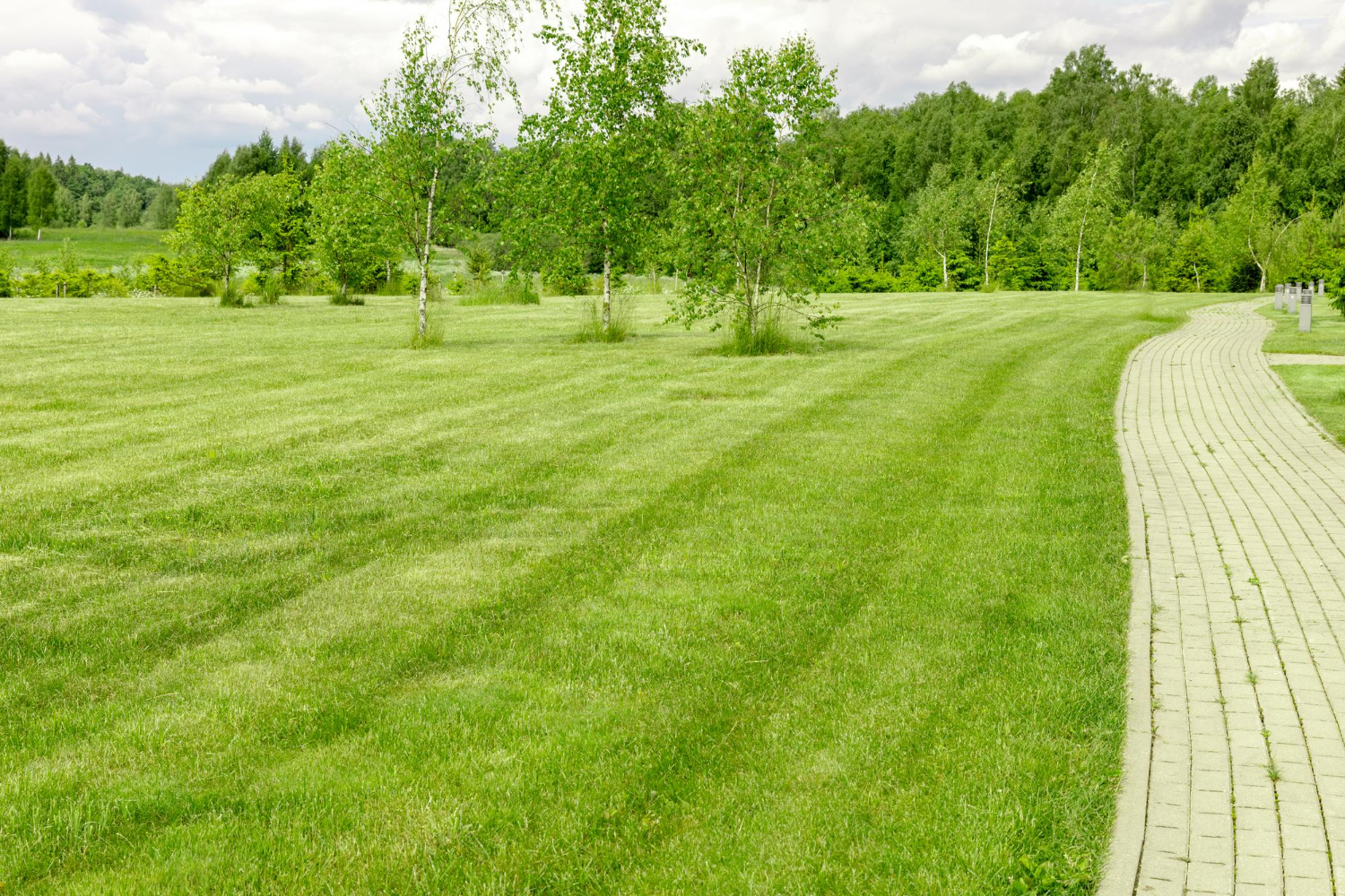 Slightly Tall Mowed Grass