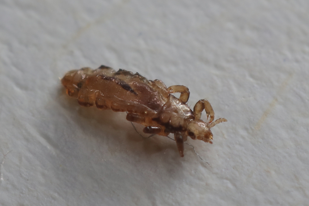 What Are Book Lice